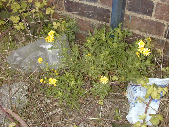 Image of oxford ragwort