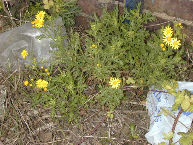 Image of oxford ragwort