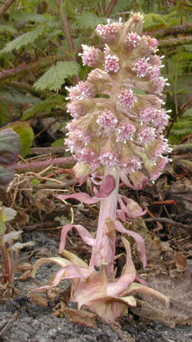 Image of Petasites hybridus