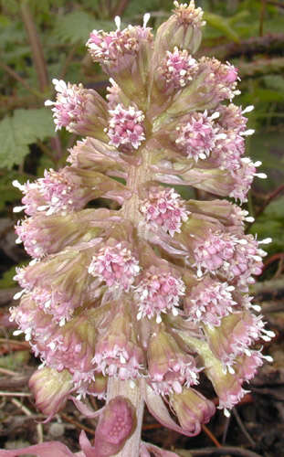 Image of Petasites hybridus