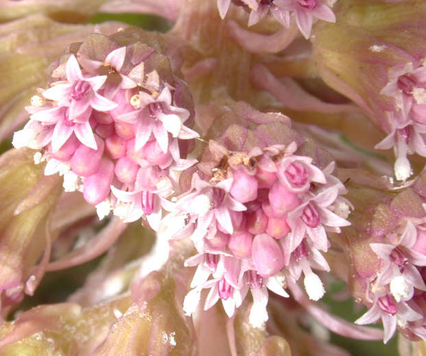 Image of Petasites hybridus