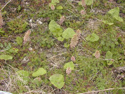 Image of Petasites hybridus