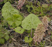 Image of Petasites hybridus