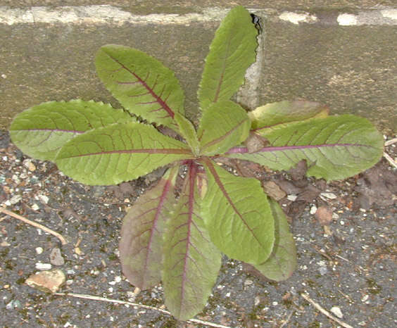 Image of bitter lettuce