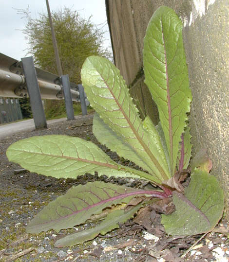 Image of bitter lettuce