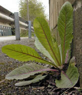 Image of bitter lettuce