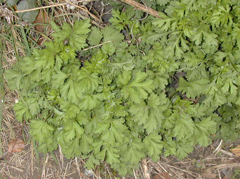 Image of common wormwood