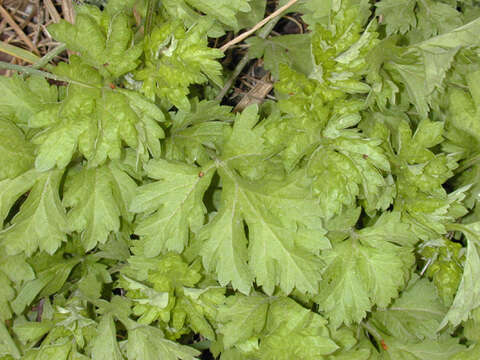 Image of common wormwood