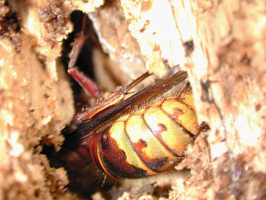 Image of Hornet