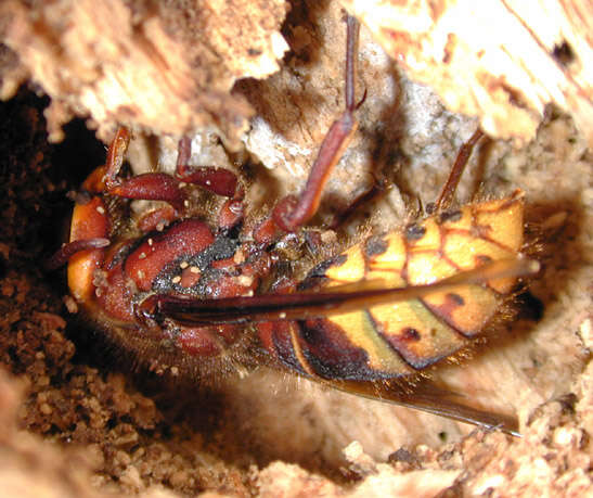 Image of Hornet