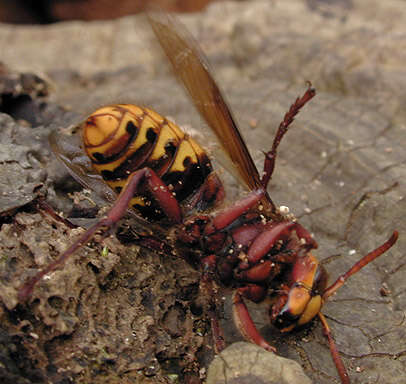 Image of Hornet