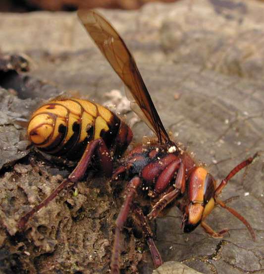 Image of Hornet