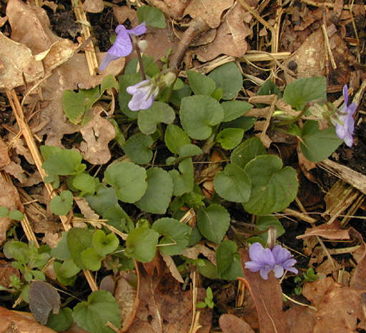 Image of common dog-violet