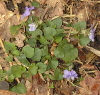 Image of common dog-violet