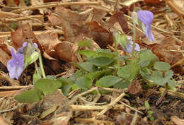 Image of common dog-violet