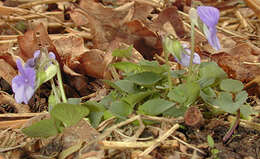 Image of common dog-violet