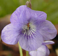 Image of common dog-violet