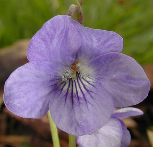 Image of common dog-violet