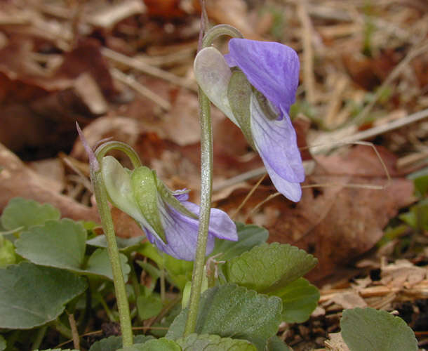 Image of common dog-violet