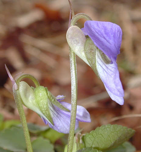 Image of common dog-violet