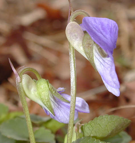 Image of common dog-violet