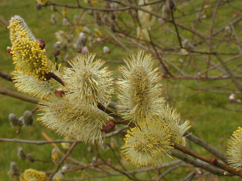 Image of Smooth-Twig Gray Willow