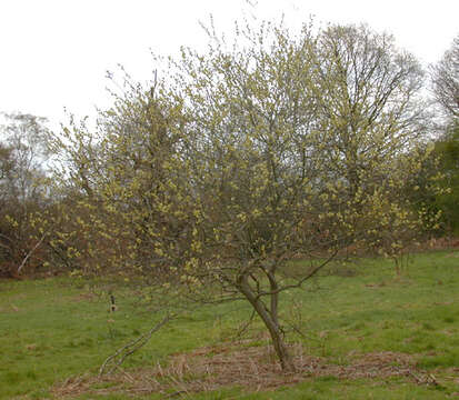 Image of Smooth-Twig Gray Willow