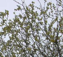 Image of Smooth-Twig Gray Willow