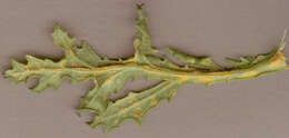 Image of Puccinia lagenophorae Cooke 1884