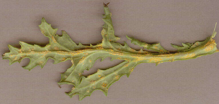 Image of Puccinia lagenophorae Cooke 1884