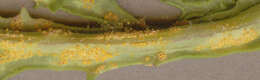 Image of Puccinia lagenophorae Cooke 1884