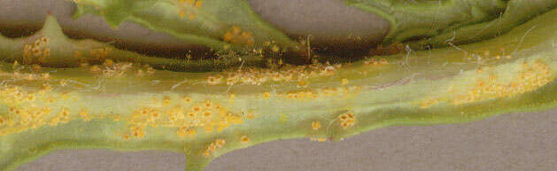 Image of Puccinia lagenophorae Cooke 1884