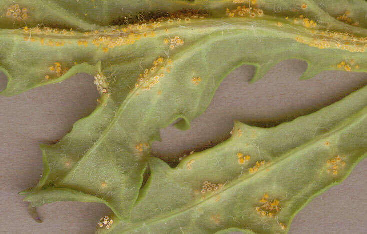 Image of Puccinia lagenophorae Cooke 1884