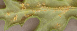 Image of Puccinia lagenophorae Cooke 1884