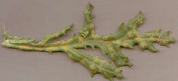 Image of Puccinia lagenophorae Cooke 1884