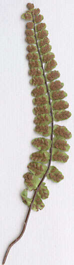 Image of maidenhair spleenwort