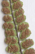 Image of maidenhair spleenwort