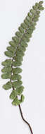 Asplenium trichomanes subsp. quadrivalens D. E. Meyer resmi