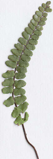 Image de Asplenium trichomanes subsp. quadrivalens D. E. Meyer