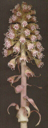 Image of Petasites hybridus