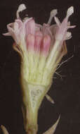Image of Petasites hybridus