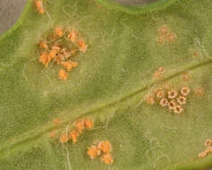 Image of Puccinia lagenophorae Cooke 1884