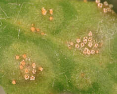 Image of Puccinia lagenophorae Cooke 1884