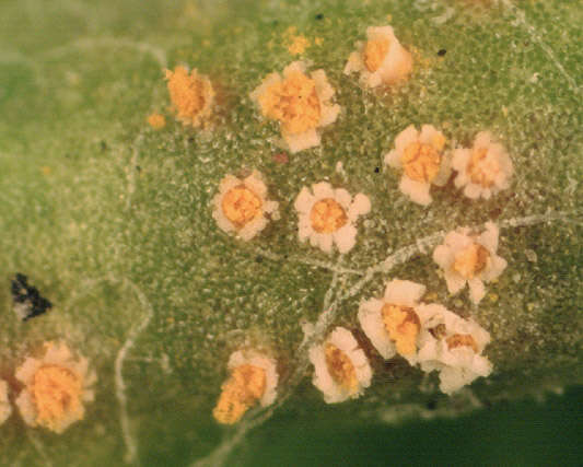 Image of Puccinia lagenophorae Cooke 1884