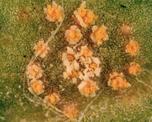 Image of Puccinia lagenophorae Cooke 1884