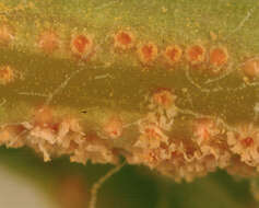 Image of Puccinia lagenophorae Cooke 1884