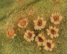 Image of Puccinia lagenophorae Cooke 1884