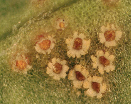 Image of Puccinia lagenophorae Cooke 1884