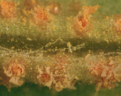 Image of Puccinia lagenophorae Cooke 1884