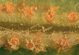 Image of Puccinia lagenophorae Cooke 1884